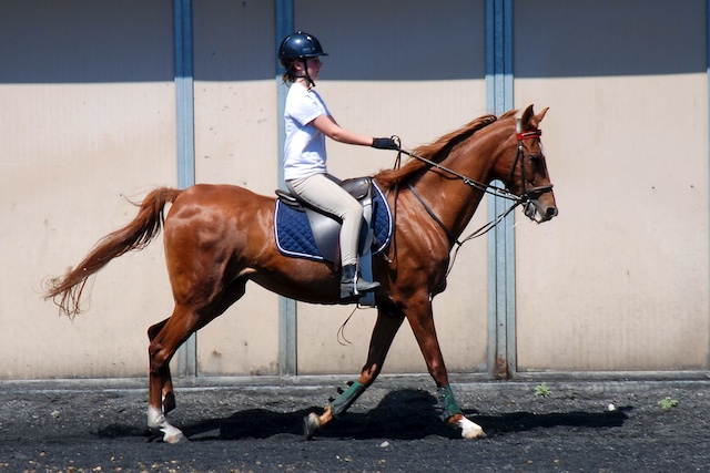 Rider In the Ring